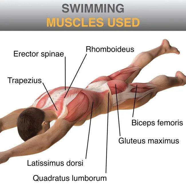 تقویت عضلات یکی از فواید ورزش شنا